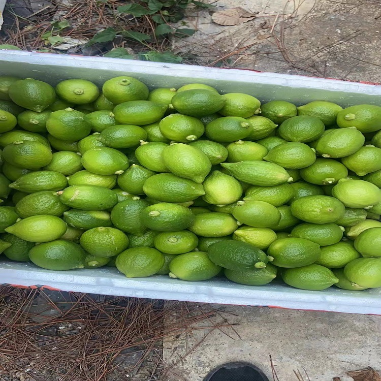 Guangdong Perfume Lemon Seedless Green Lemon Tropical Fresh Fruit First-Class Hainan Lemon Wholesale Milk Tea Shop Exclusive