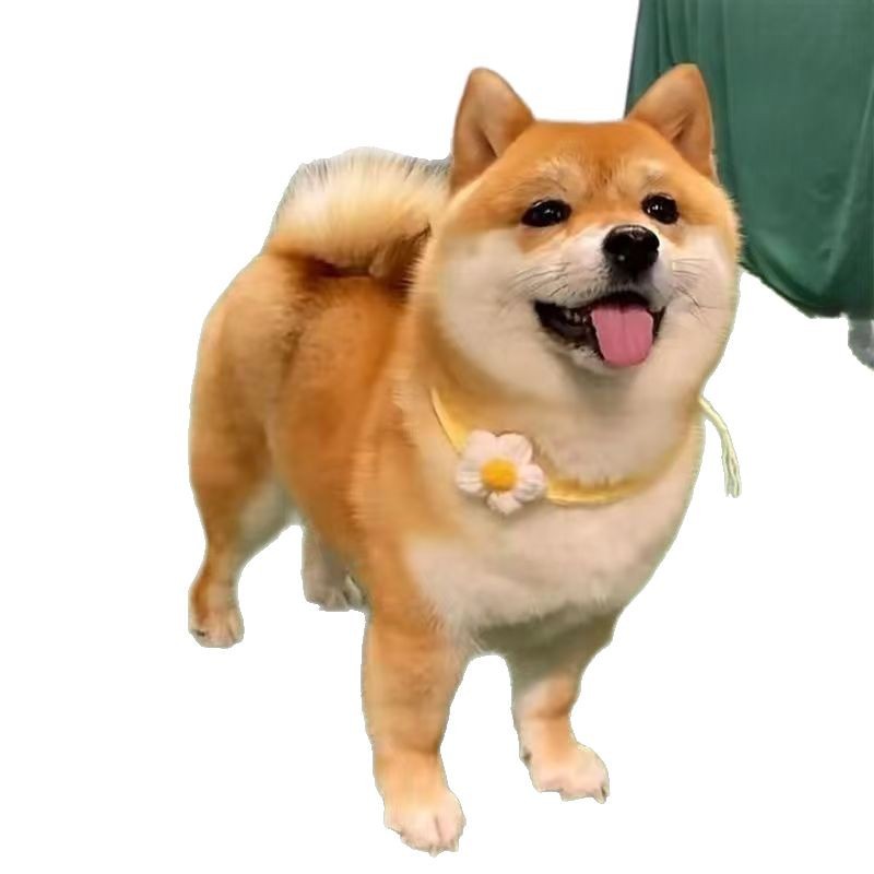 Purebred Shiba Inu Puppies, Live Dogs, Double Bloodline Live Dogs, Puppies, Shiba Inu Black Pet Dogs, Live Puppies