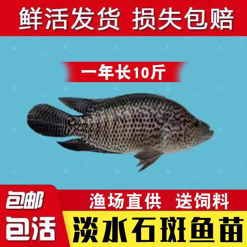 Wuchang Fish Fry Freshwater Cultured Edible Flat Fish Fry Live Triangular Crucian Carp Group Head Crucian Carp Edge Fish Fry Super Easy to Raise Bream Fry