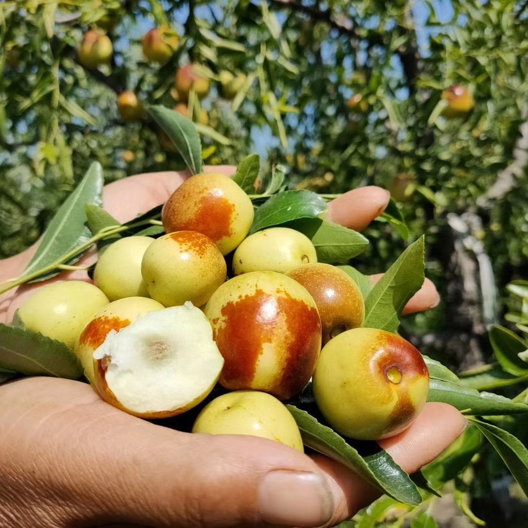 Zhanhua Winter Jujubes, Fresh Jujubes, Freshly Picked Large Fruits, Crisp and Sweet, Rock Sugar Green Red Dates, Premium Quality 2.5kg Fresh Crisp Dates, Large Fruits