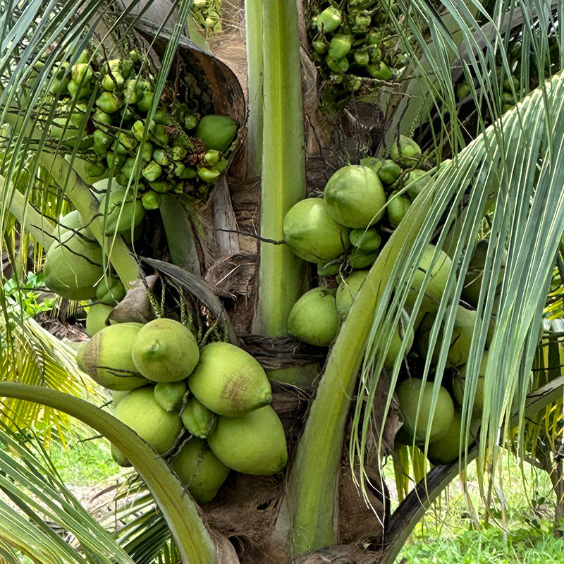 [Strictly Selected] Thai Perfume Coconut Green Replacement 4kg Fresh Perfume Ye Zi Pregnant Women Small Coconut Milky Sea Coconut