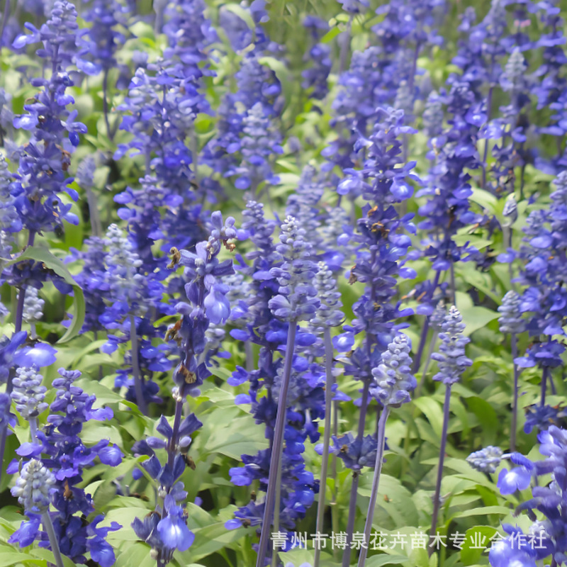Sage Flower Seedlings, Sage Potted Bag Seedlings, Engineering Seedlings, Flower Bases for National Day and Spring Festival, Production of Grass Flowers