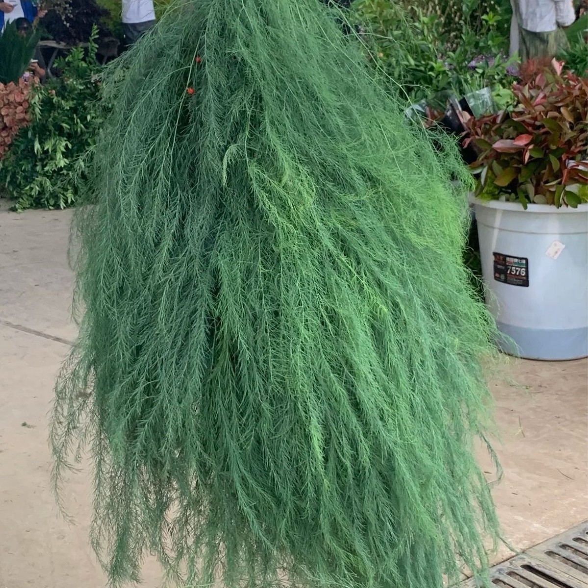 Wholesale of Lusimia Flowers, Fresh Leaf Materials, Direct Supply from Flower Farms, Suitable for Wedding Decorations, Flower Shop Displays, and Community Use