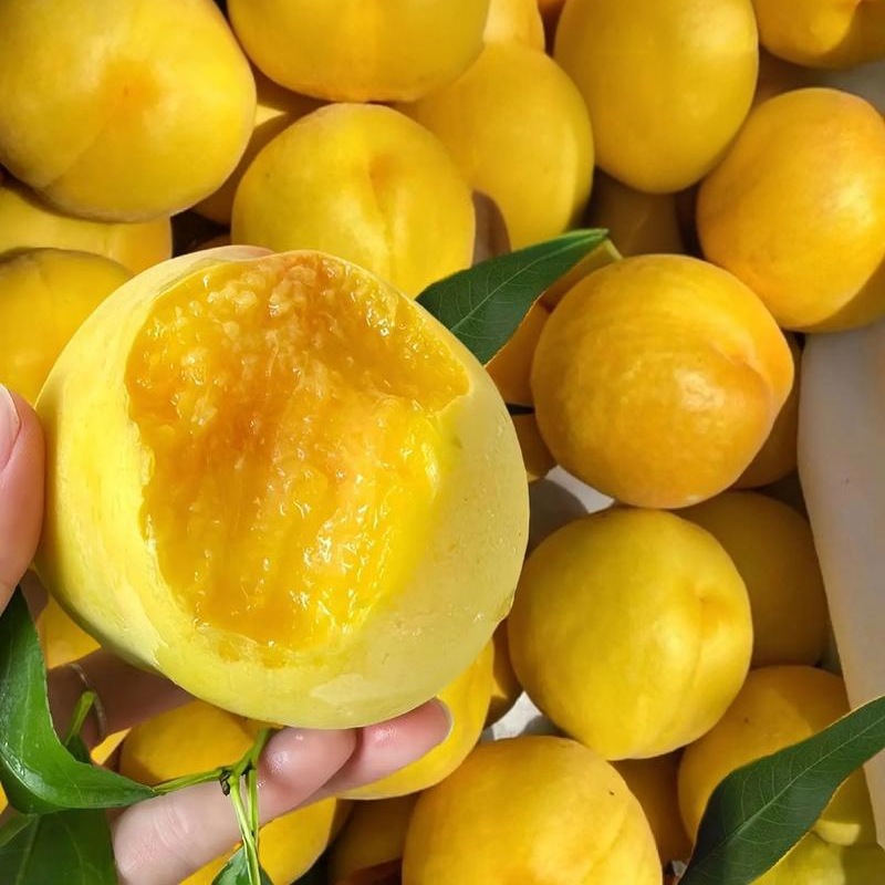 One-Piece Drop-Shipping Golden Peach Saplings for Planting in Courtyards in the North and South, Extra-Large Fruit Pots for Planting and Grafting Peach Seedlings