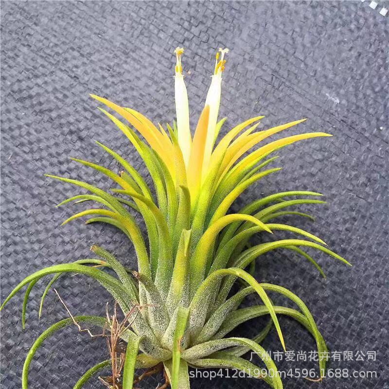 Air Pineapple Yellow Elf Wholesale Base Delivery Soilless Lazy Plant Office Desktop Decoration Florals