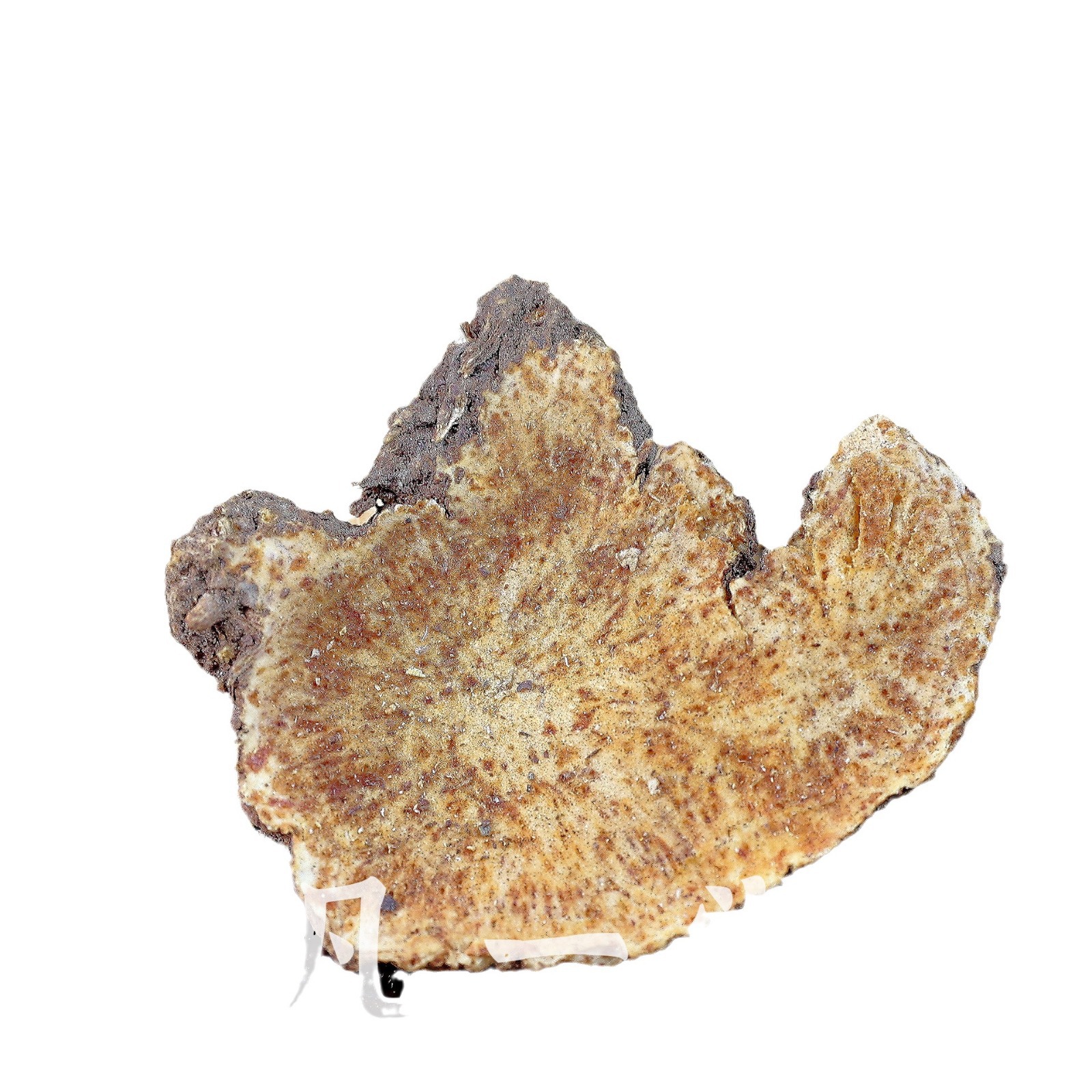 [Fanyitang] Atractylodes Authentic Material Selection Atractylodes Macrocephala Slices Raw Atractylodes Tea Xiaobai Atractylodes Powder Cangshu