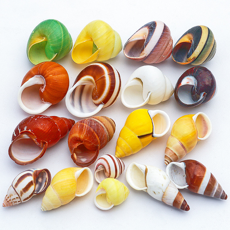 Wholesale conch shell fish tank landscaping all kinds of hermit crab shellfish replacement shell aquarium decorative ornaments snail shell