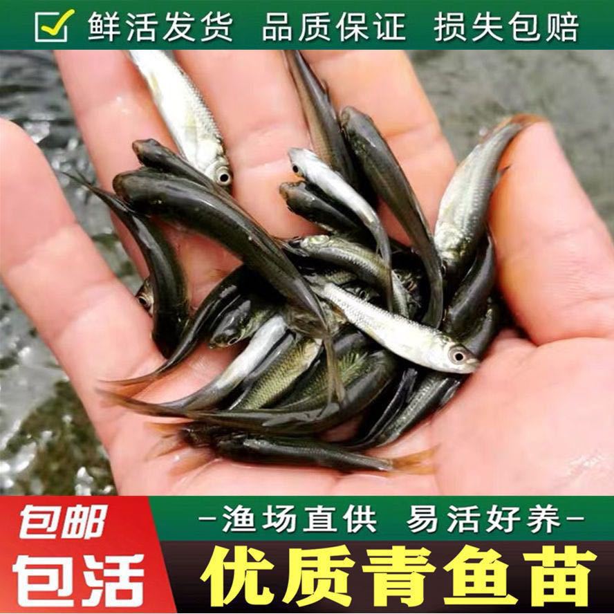Screw Herring Fry, Black Anhui Fish, Large Fast Grass Carp Fry, Crucian Carp Fry, Four Major Fish Fry, Live Fish Fry, Live Fish Fry