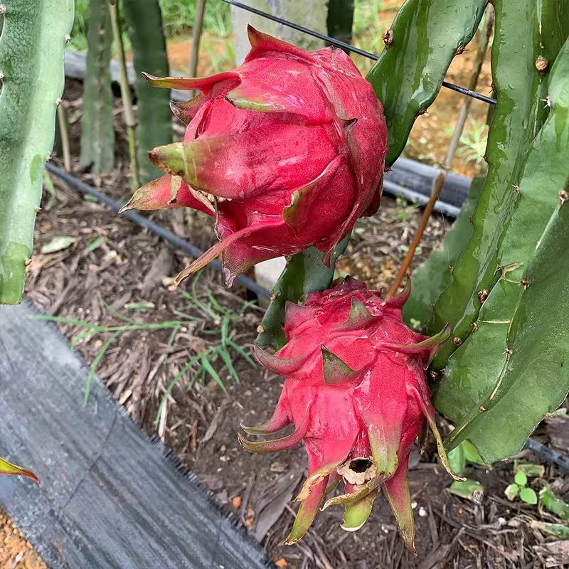 Freshly Picked and Shipped from Yunnan and Guangxi, Red Dragon Fruit Is Super Sweet Seasonal Fruit, 3/ 2.5kg Per Box