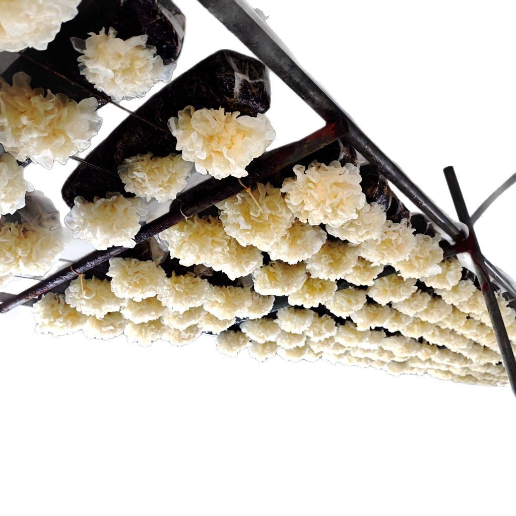 Silver Ear Mushroom Spawn Bags and Spawn Sticks Are in Stock, Spawn Bags and Sticks Produce Mushrooms Evenly, Wholesale, Fast Delivery, High Yield Spawn