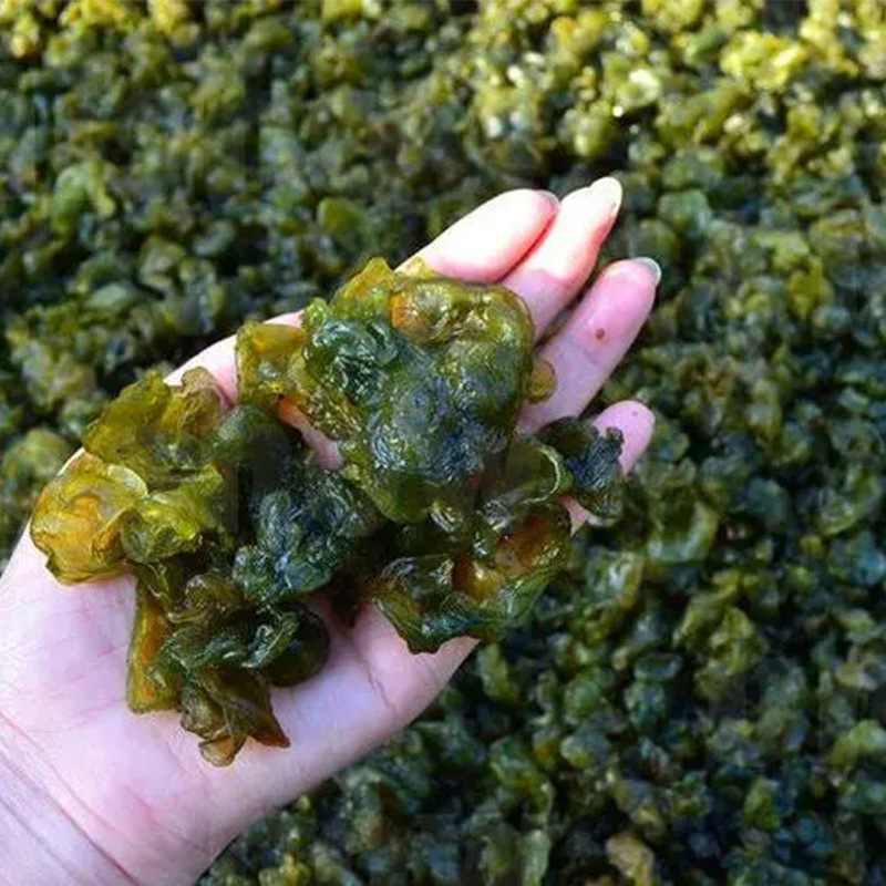 Dipicai 25g Dry Goods No-Wash Ground Soft Ground Dida Vegetable Rhizopus Fungus Soil Specialty Wholesale Bulk Delivery