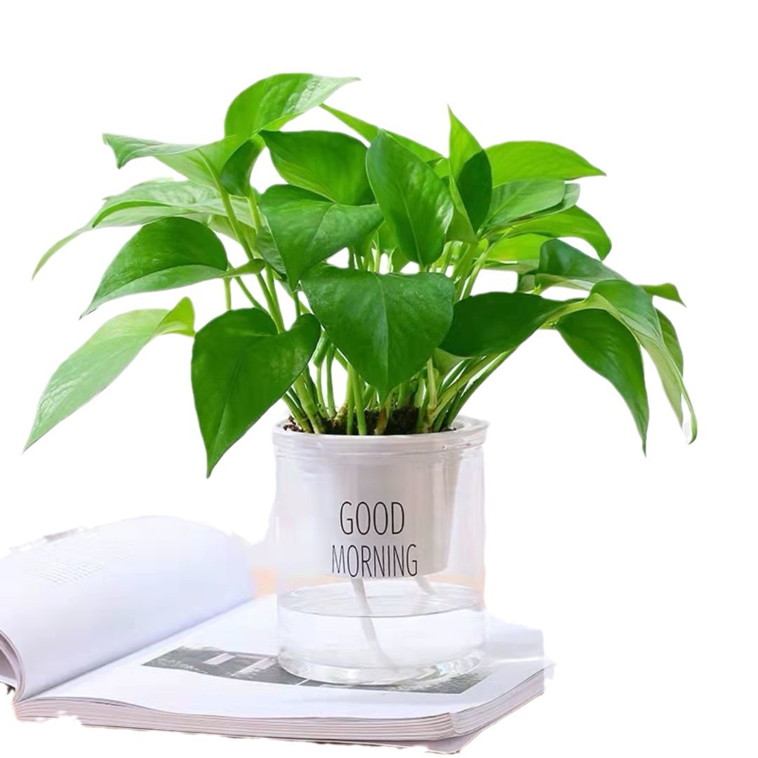 Green dill rich tree asparagus fleshy flower potted plant indoor mint rich bamboo hydroponic small green plant to feed well