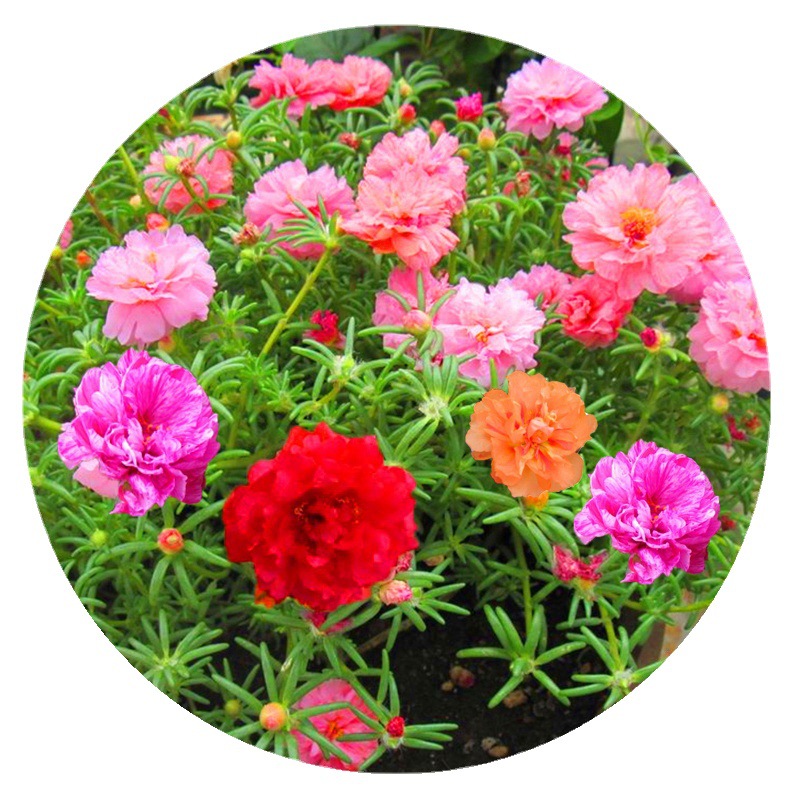 Double Sunflower Seeds Are Sown and Bloomed in All Seasons, Easy to Survive Flower Seeds, Balcony Indoor Potted Seedlings, Flower Seeds