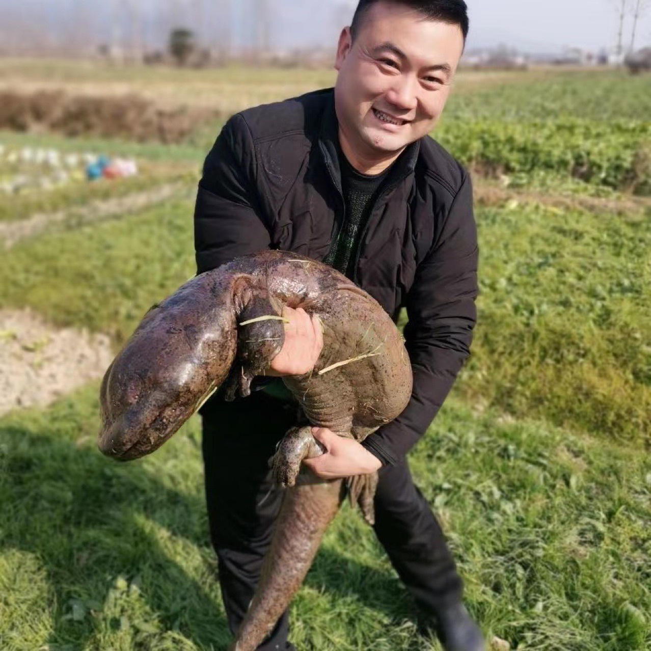 2kg a Breeding Factory Directly Supplies Fresh Edible Live Fish for Giant Salamanders, Giant Salamander Pet Seedlings, Aquatic Freshwater Fish Packages