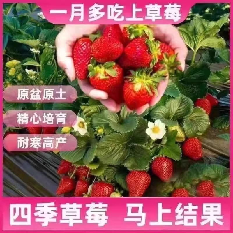 Strawberry Seedlings, Cream Strawberry Planting, Four-Season Fruiting Potted Courtyard Balcony Indoor Strawberry Seedlings Cup Seedlings