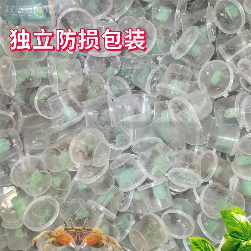 Small Crab Ornamental Crab Companion Mini Crab Wholesale Live Crab Freshwater Pet Chili Crab Mini Chili Crab