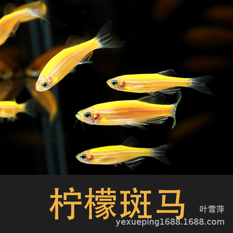 Lemon Zebrafish Live Fluorescent Zebrafish Tropical Fish Ornamental Fish Freshwater Fish Fishing Farm Special Price Live-resistant Good Raising