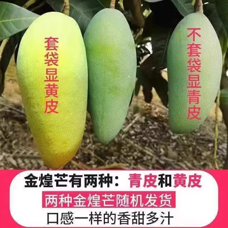 Hainan Jinhuang Mang 5kg Mango Grade a Large Fruit Fresh Fruit Freshly Picked Green Sweetheart Yellow Skin Narcissus Mango Whole Box Bag