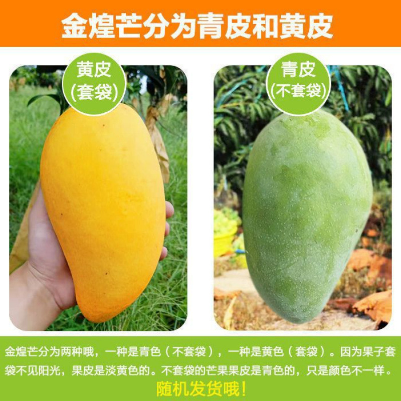 Mango Seasonal Fruit Seasonal Golden Mango 5kg Sweet and Juicy Freshly Picked Thin-Skinned Kate Mango Large Green Mango