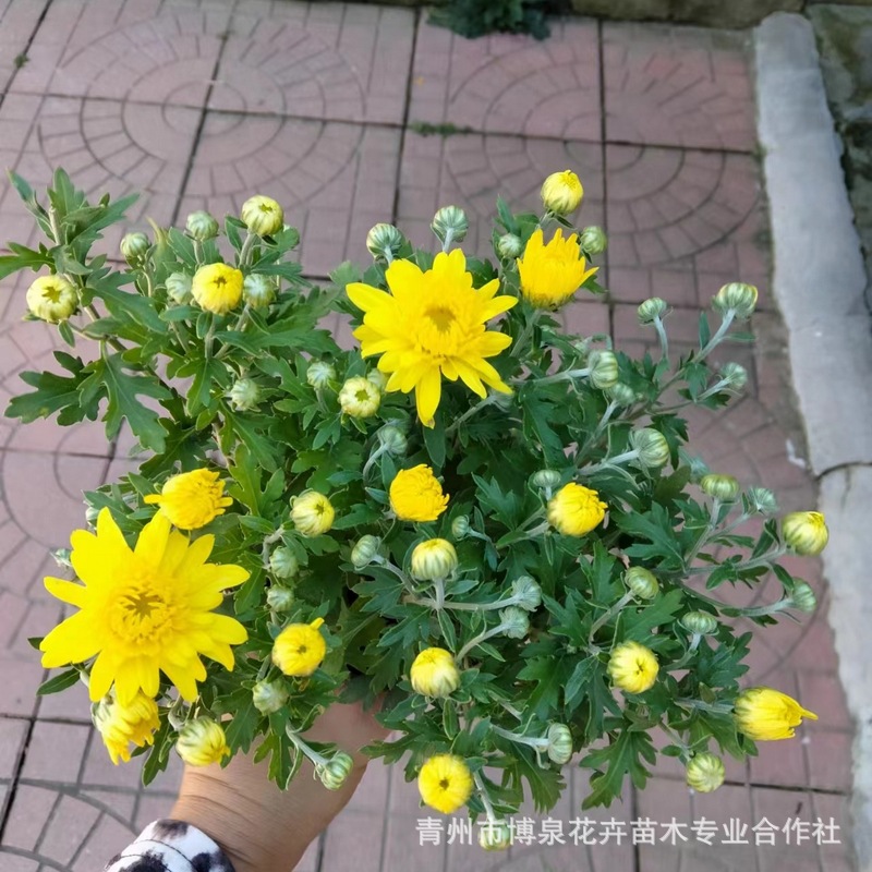 Base Wholesale National Day Chrysanthemum Two-Color Cup Potted Seedlings Flower Arrangement Rental Flower Festival Flower Sea National Day Chrysanthemum