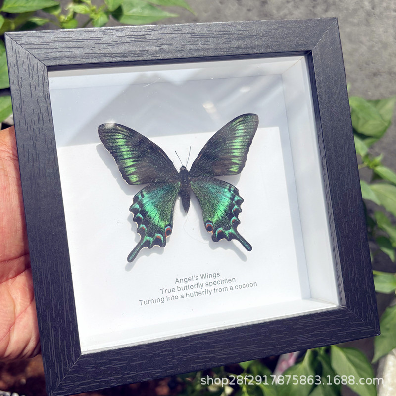 Real Butterfly Specimen Finished Gift Ornaments Decorative Painting Girls Birthday Gift 520 Valentine's Day Scenic Spot Hot Sale Item