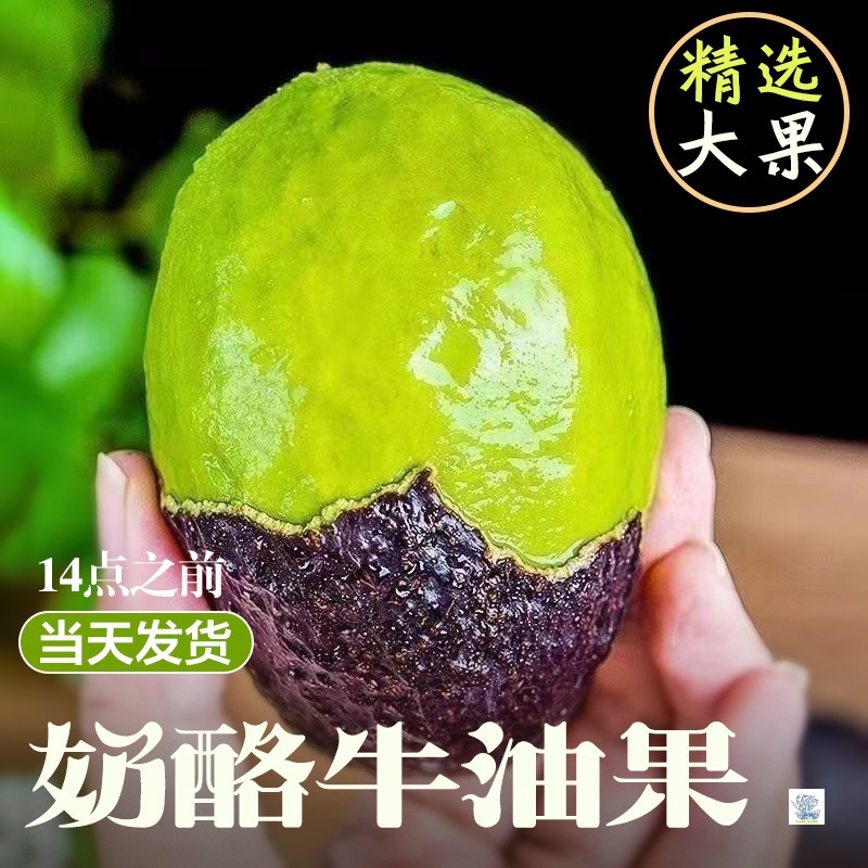 Отобранные перуанские авокадо, свежие сезонные фрукты, богатое питание, бесплатная доставка для беременных женщин