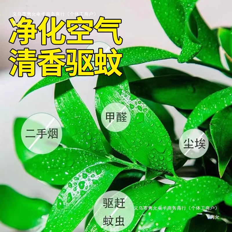 Bamboo and Cypress Mosquito Repellent Bamboo Hydroponic Plants Indoor Living Room Water-Cultured Green Plants Flower Pots Office Desktop Easy to Maintain in All Seasons