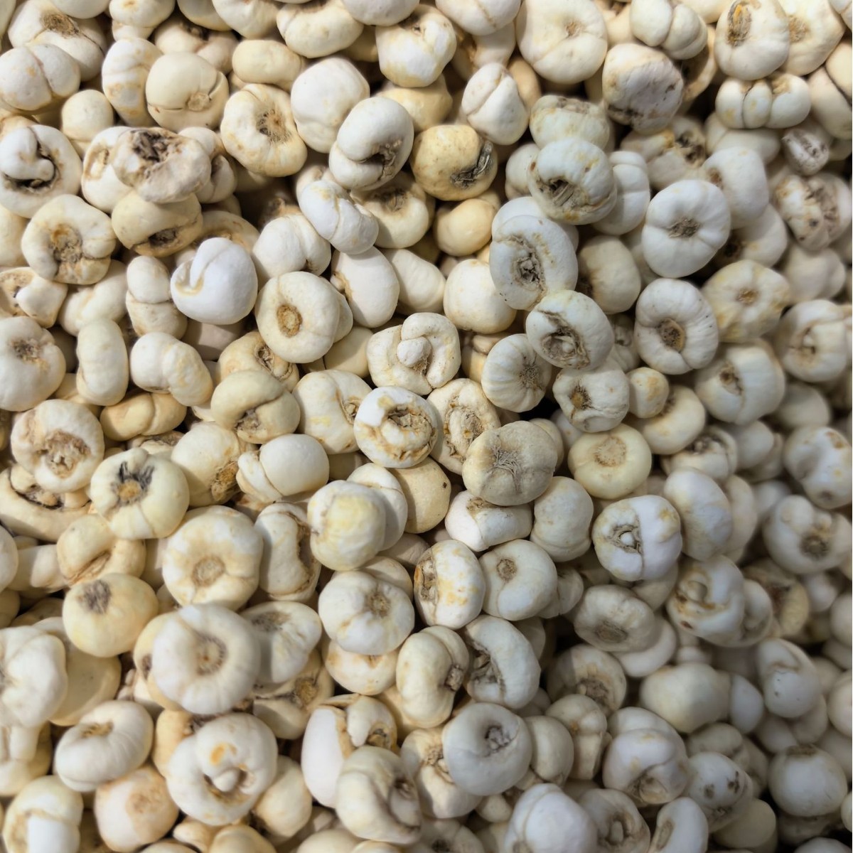 Flat Fritillaria Manufacturer Wholesale Zhejiang Fritillaria Slices Sichuan Fritillaria Washed and Planted Fritillaria Can Be Ground into Powder Chinese Herbal Medicine Stewed with Snow Pear