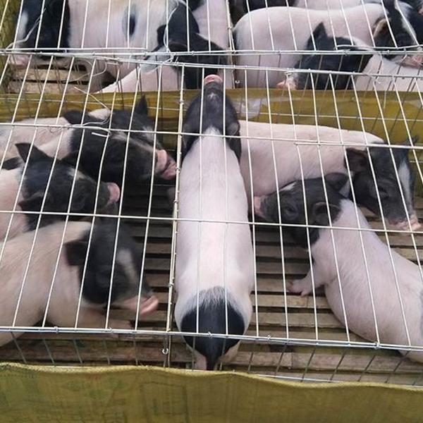 Purebred Luchuan Piglets, Live Piglets, Small Flower Pigs, Small Fragrant Pig Seedlings, Free-Range Luchuan Breeding Pigs, Fattening Pigs