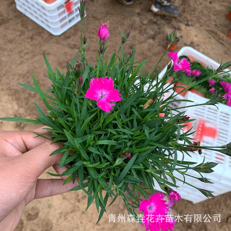 Dianthus Cup Seedlings Dianthus Seedlings for Community Road Greening Base Wholesale Multi-Color Dianthus