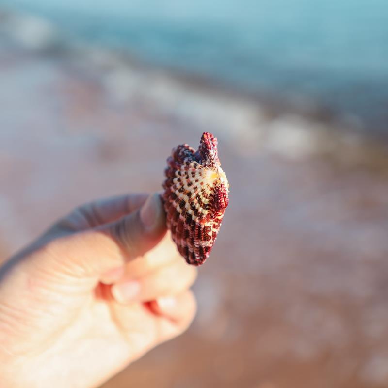 Oil Painting Scallop Natural Shell Girlfriend Gift Wall Sticker Wedding Decoration Fish Tank Aquascape Collection Ocean Elements