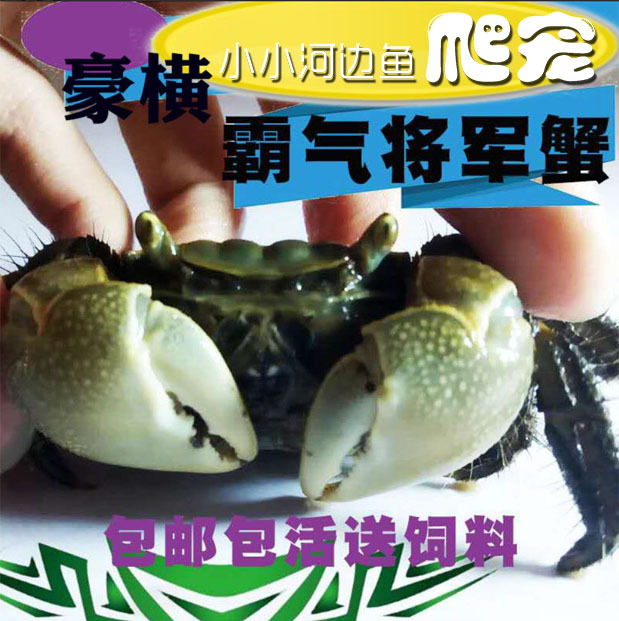 Wholesale Red Claw Chili Crab White Claw Chili Crab Mini Crab Phase Hand Crab General Crab Watermelon Crab Tide Crab Ornamental Crab