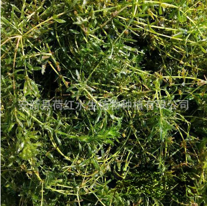 Wholesale Yile Algae Aquatic Plant Submersible Plant Micro-Toothed Eye Vegetable Purifies Water Quality Water Body Greening Project