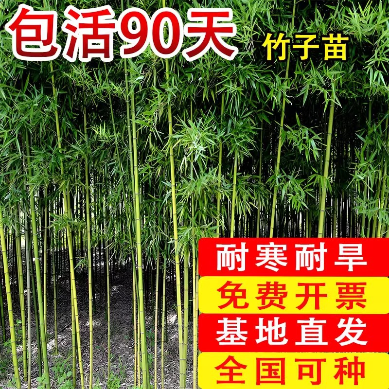Bamboo Seedlings Courtyard Outdoor Plants Northern Ornamental Potted Purple Green Bamboo Golden Bamboo Luohan Bamboo All Year Round Green Plants Precious