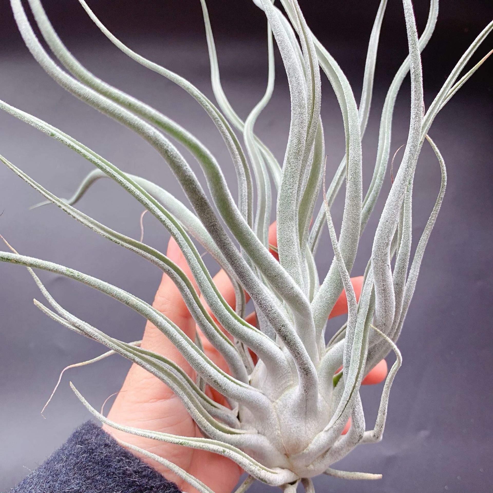 T.ehlersiana puffer fish factory wholesale base straight hair air pineapple soilless plant lazy green plant