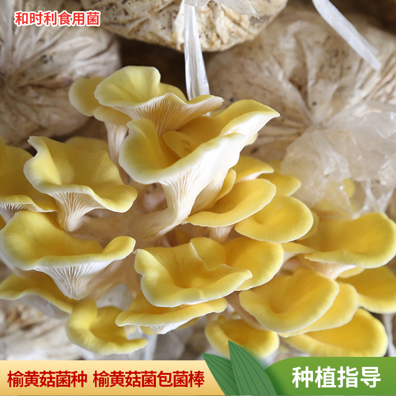 Wholesale 3kg Packs of Elm Yellow Mushroom Spawn Packs Elm Yellow Mushroom Spawn Planting Packs for Families to Grow Their Own Elm Yellow Mushroom Spawn Packs
