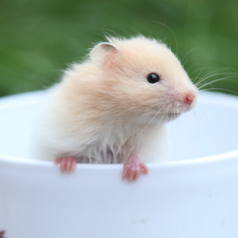 Оптовая продажа мелких хомяков, трехлинейный пудинг, склад серебряной лисы, редкие длинношерстные медведи