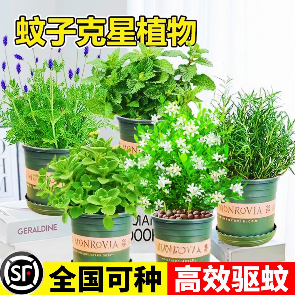 Растения для отпугивания комаров, ваниль, розмарин, лимонная мята, в горшках для дома