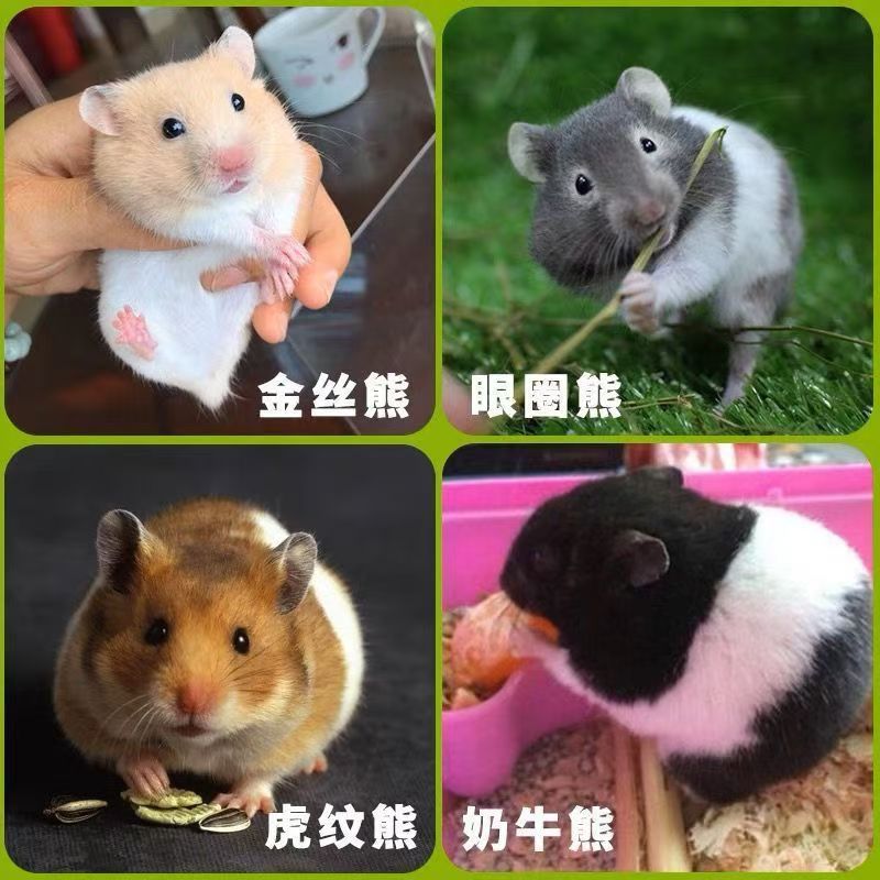 Unpackage Live Delivery Small Hamster Living Pet Three-Line Purple Warehouse Silver Fox Pudding Tiger Pattern Golden Bear Live Wholesale