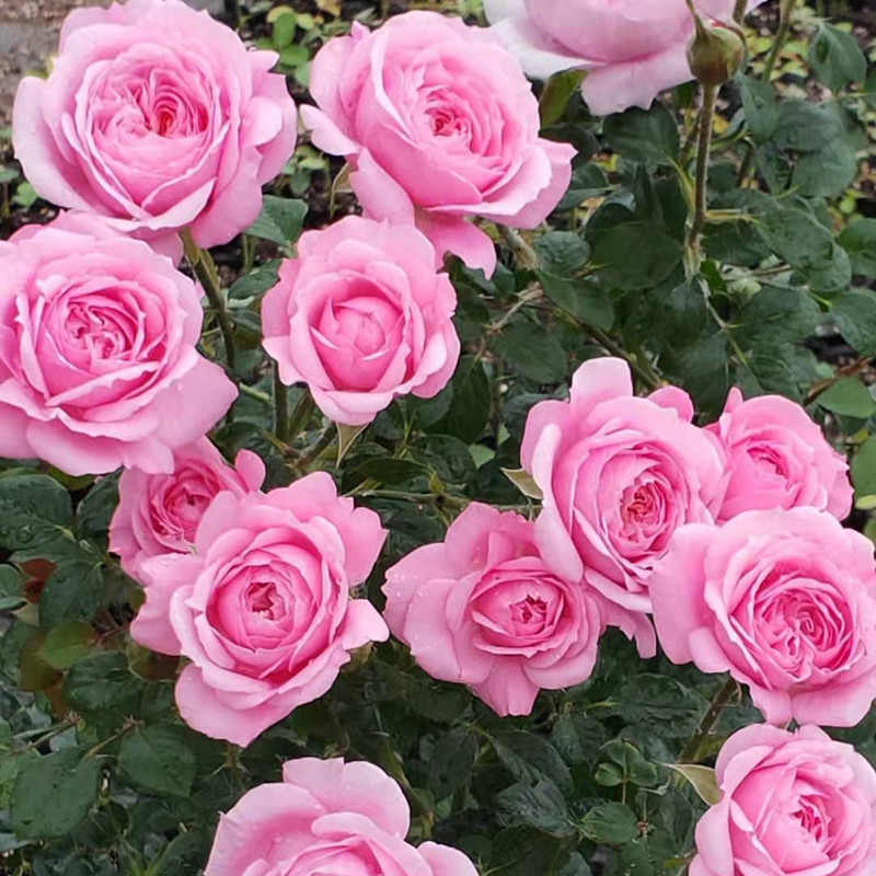 Колокол для дропшиппинга, цветы, цветущие круглый год, комнатные розовые саженцы