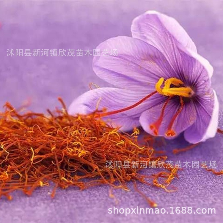 Saffron Bulbs, Saffron Medicinal Crocus Bulbs, Can Be Used to Make Tea, Ornamental Crocus Seeds, Bulbs, Saffron
