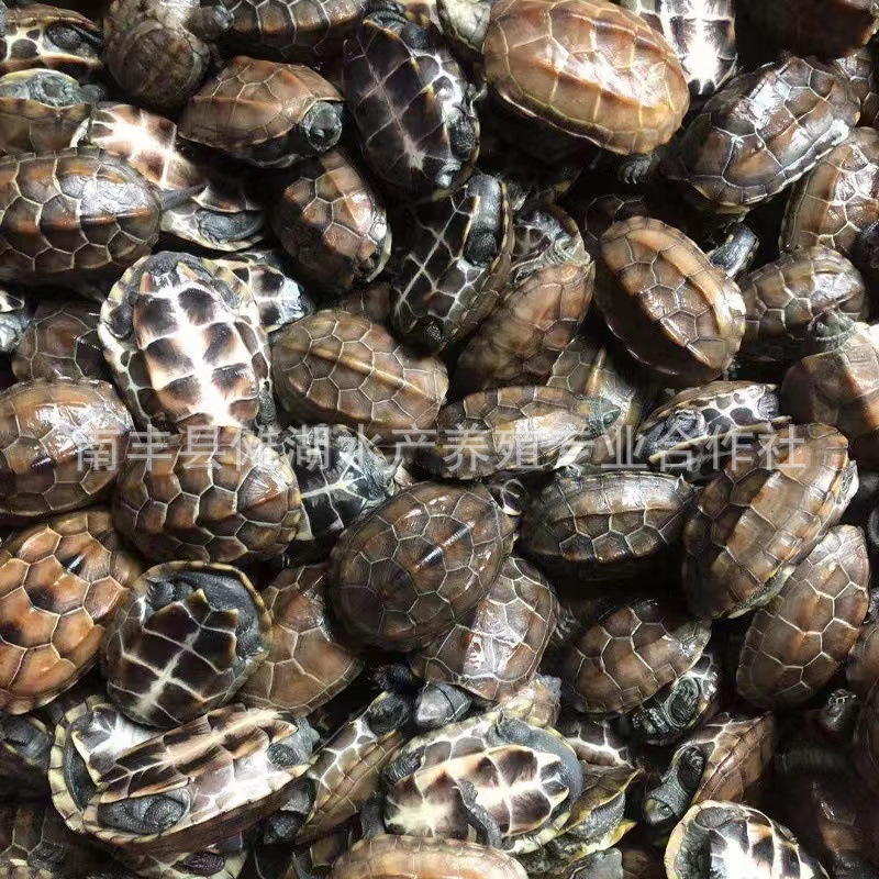 Turtle Wholesale Chinese Tortoise, Gold Thread Tortoise, Live Vitality, Large and Small Turtle Seedlings, Live Pet Turtles, Longevity Turtles, Ink Turtles