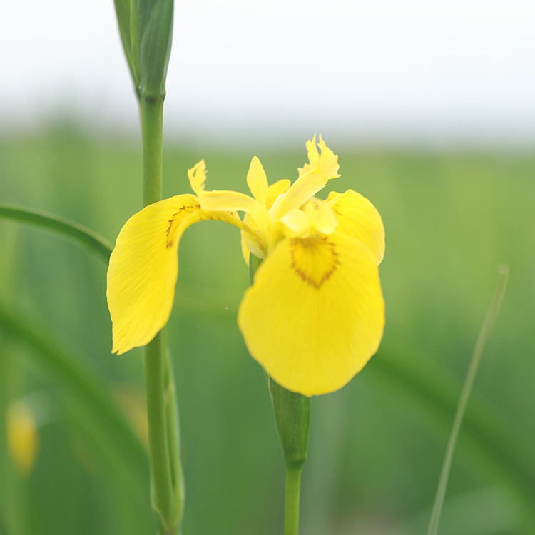 Yellow Flower Iris, Yellow Calamus, Aquatic Florals, Aquatic Plants, Fish Ponds, Pond Greening Plants, Yellow Calamus Seedlings