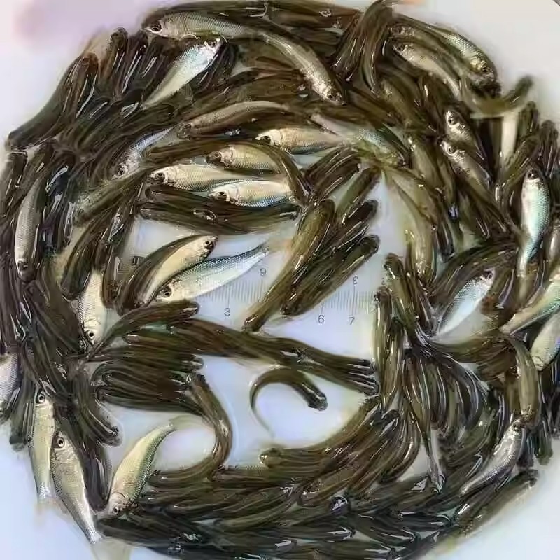 Feed Fish Fresh Feeding Release Fishing Arowana Live Bait Turtle Feed Crucian Carp Breeding Freshwater Ornamental Fish Fishing