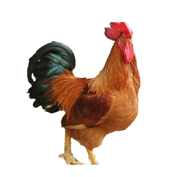 Guangxi Lingshan Native Chicken Seedlings Mixed with Hemp Feather Native Chicken Thin-Legged Yellow-Footed Cinnamon Chicken Green-Shelled Egg Chicken Free-Range Local Chicken