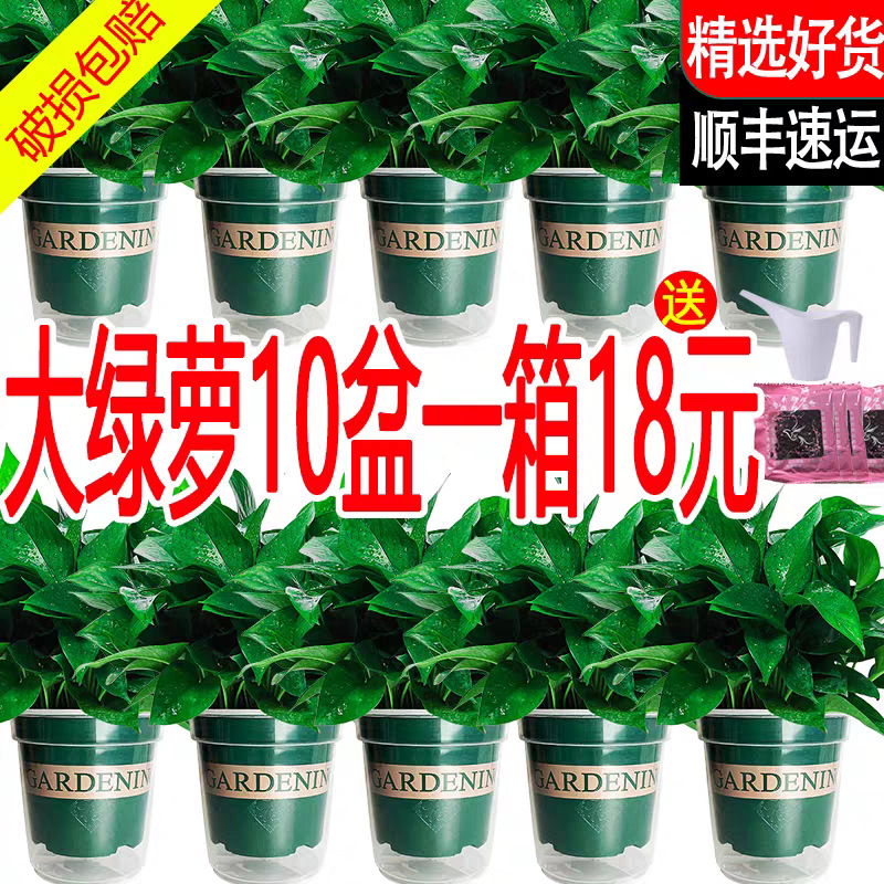 Зеленая редька гидропонная оптовая комнатная растение легкая в выращивании зеленая редька зеленая корзина растение крупнолистная зеленая редька 180 зеленая корзина