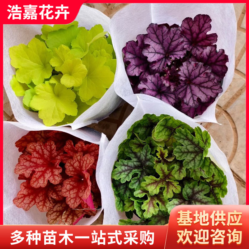 Многоцветные зеленые листья семена алюм корня в горшках, морозостойкие комнатные растения, легкие в выращивании семена лиственных цветов, семена алюм корня