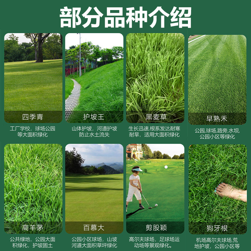 Lawn Grass Seeds, Evergreen Slope Protection, Bermudagrass, Manila Bentgrass, Courtyard Greening, Ryegrass Turf Seeds