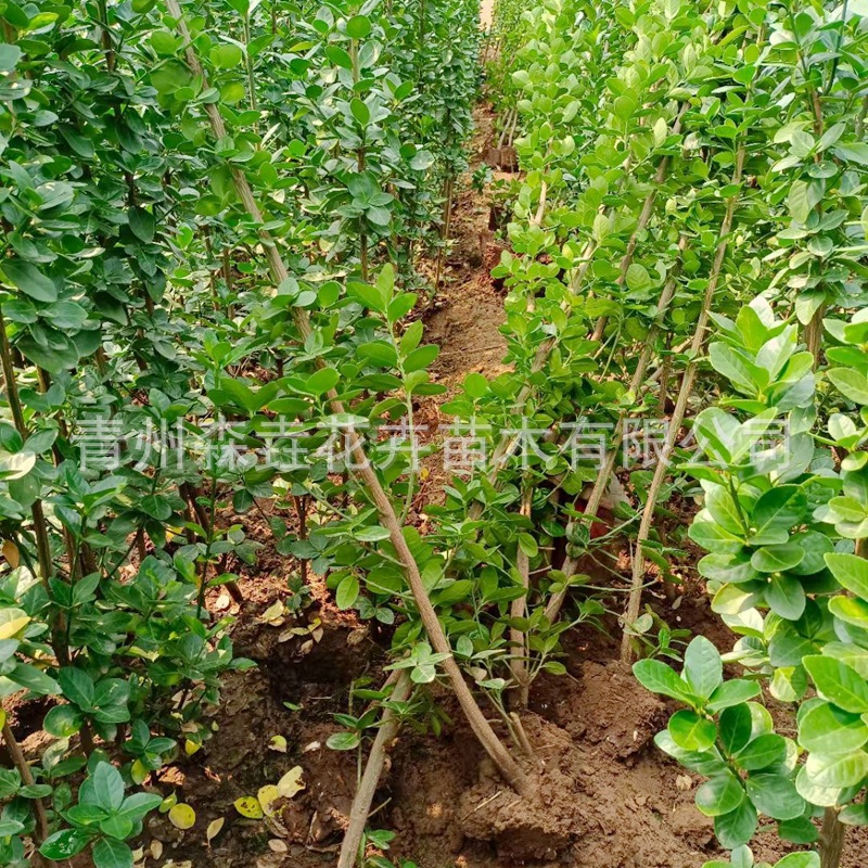Holly Saplings, Hokkaido Boxwood, Cold-Resistant Evergreen Hokkaido Holly, Courtyard Fence, Hokkaido Boxwood