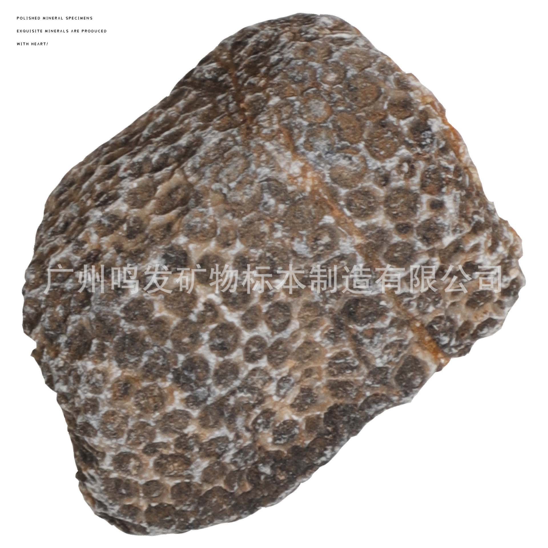 Factory Wholesale natural chain coral fossil stone specimens ancient marine biological fossils children's science teaching specimens
